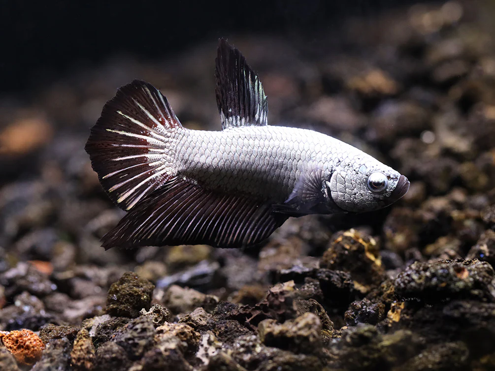 Dragon Scale Betta